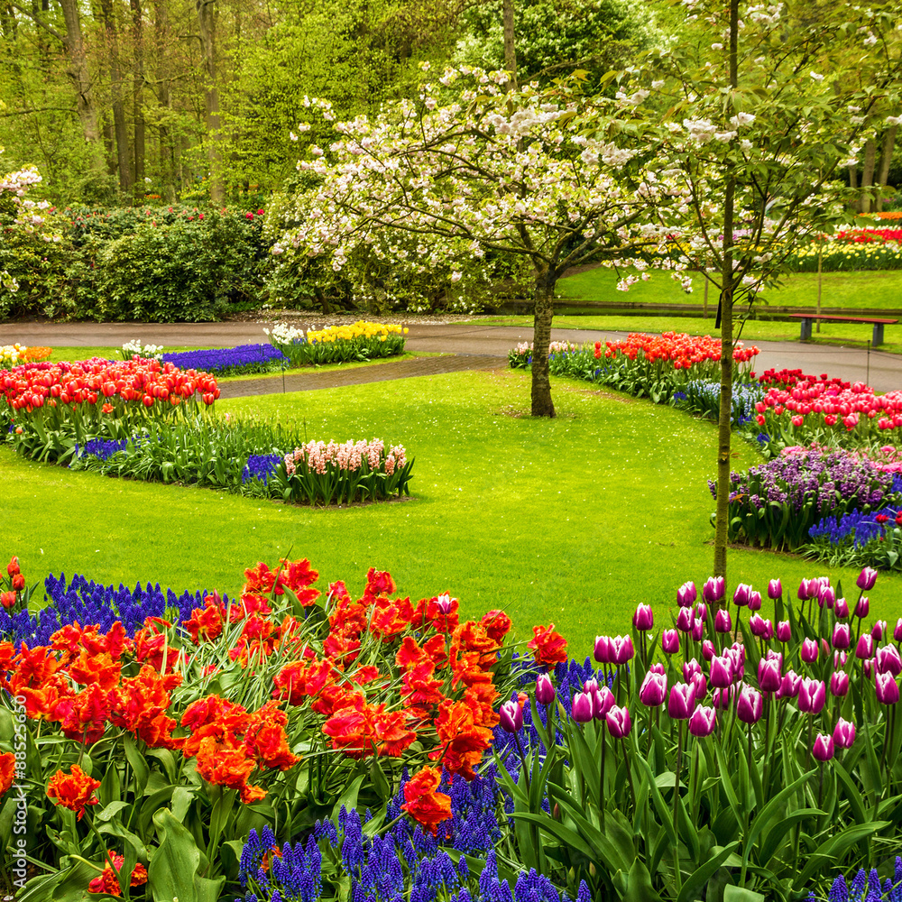 Park Keukenhof - tulip flower garden, Holland