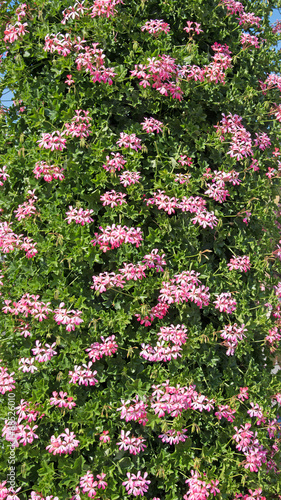 Fototapeta Naklejka Na Ścianę i Meble -  Geranien