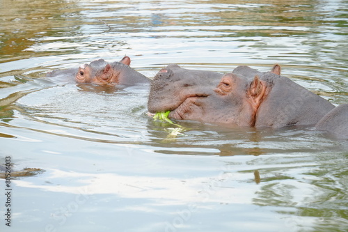 Two hippo's in the water