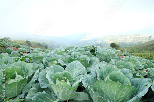 Fresh cabbage in the field and foggy in the air © rukawajung