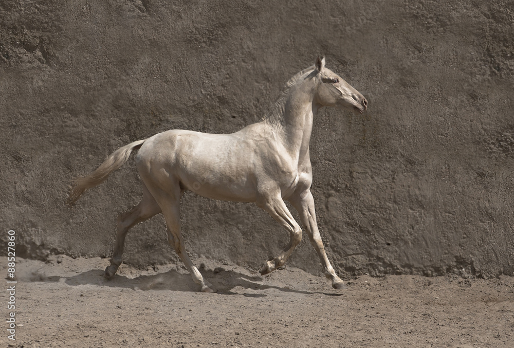 Fototapeta premium horse