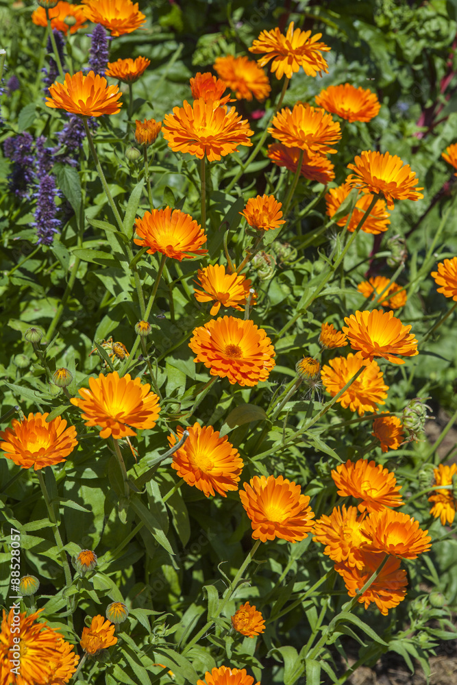 Calendula officinalis Calendula officinalis