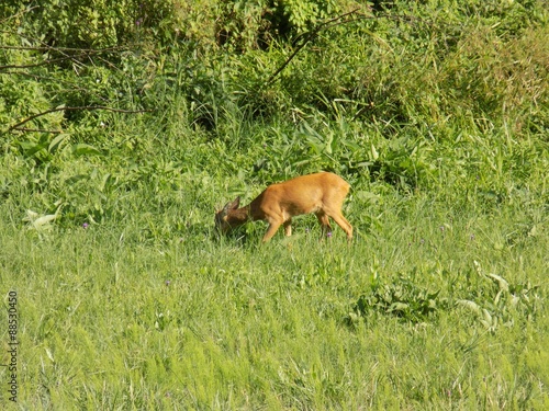 Doe grazing on a meadow