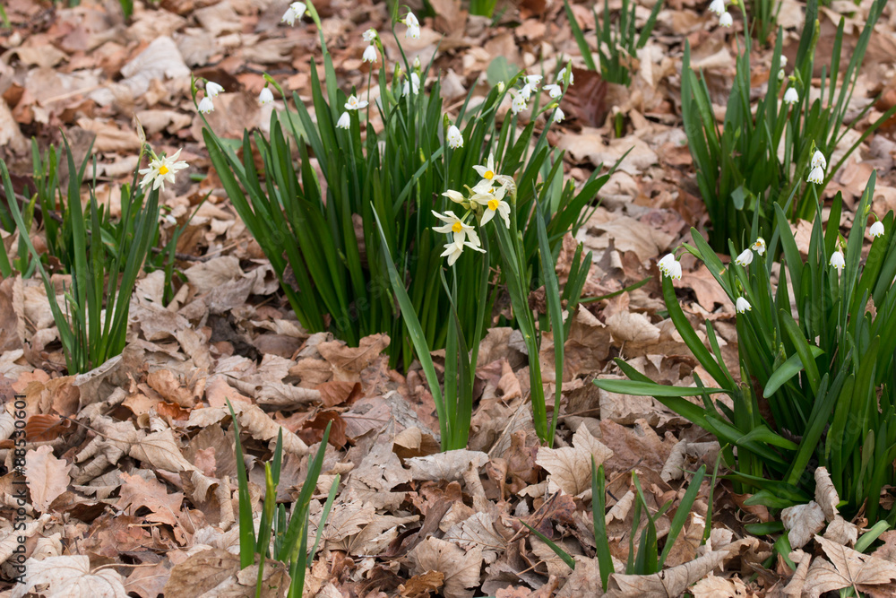 Fototapeta premium Clumps of daffodils and snowdrops in spring forest