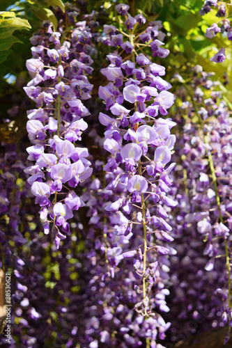 フジの花／山形県の鶴岡公園で綺麗な「ふじの花」を撮影した写真です。日本では古くから、フジを女性に、マツを男性にたとえ、これらを近くに植える習慣があったそうです。外国の方々にも和の風情を強く感じさせるという、上品で高貴なフジの花。たおやかに垂れる花姿は、振袖姿のあでやかな女性を思わせます。フジの花言葉は、「優しさ」「歓迎」「決して離れない」「恋に酔う」