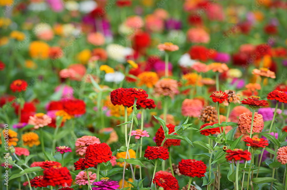 zinnias