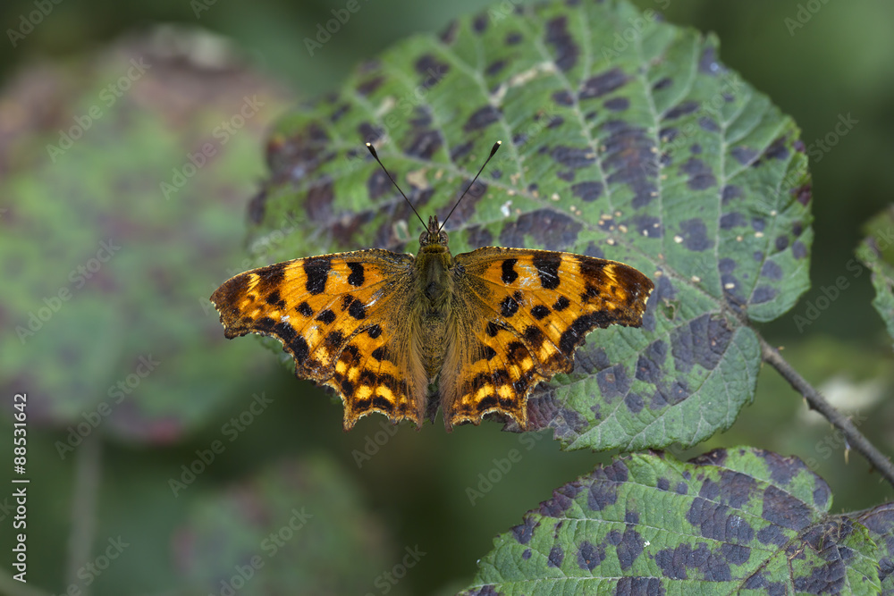 Obraz premium Kelebek