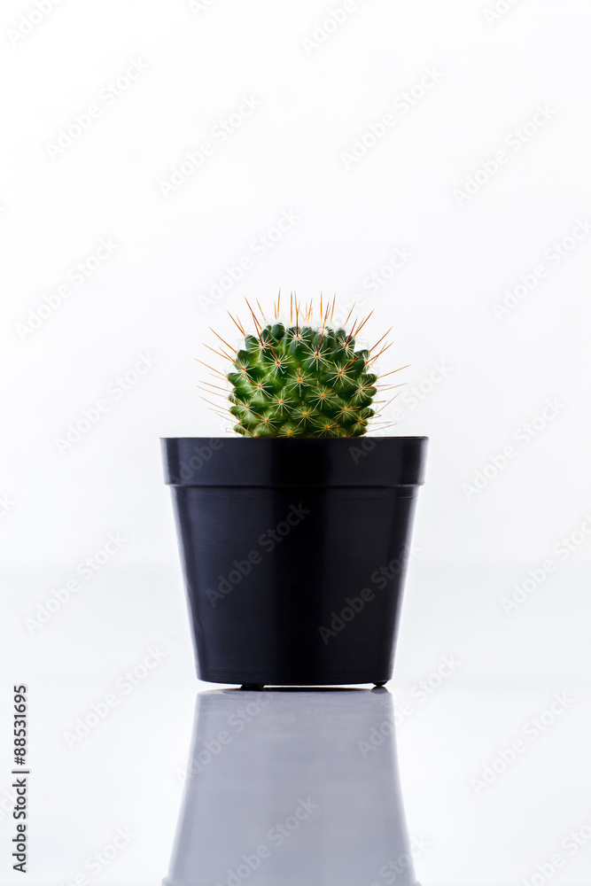 Cactus in black pot Cactus in black pot