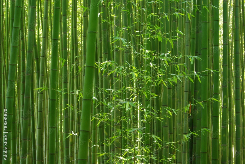 Obraz premium 緑の笹の葉