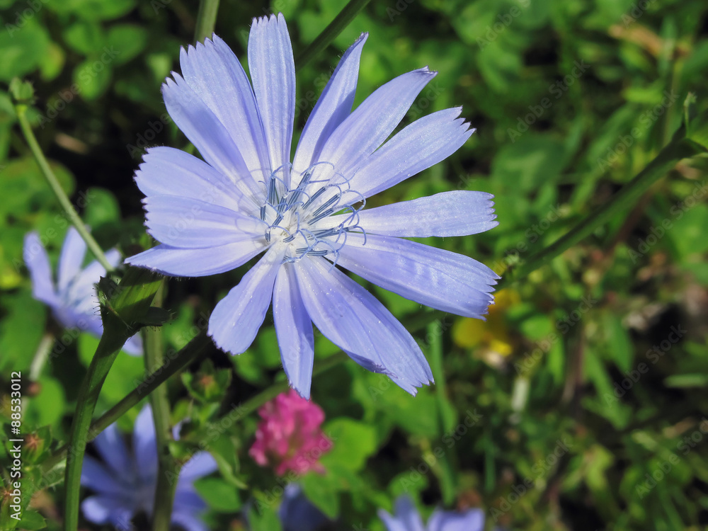 Closeup of blue Chicory flower on a background of a different field grass Closeup of blue Chicory flower on a background of a different field grass