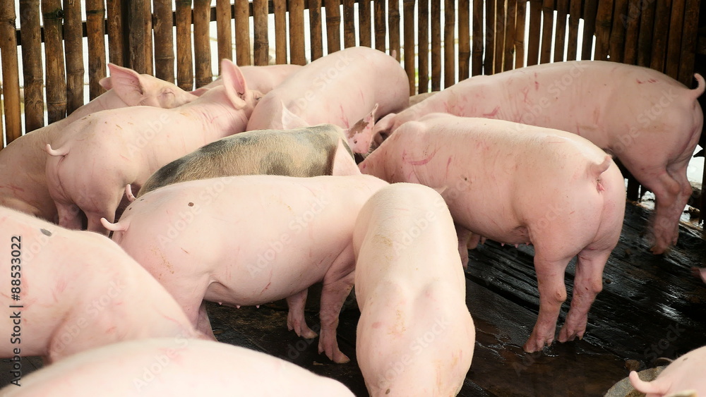 Drift of pigs eating and wading into shallow muddy water inside a pen Drift of pigs eating and wading into shallow muddy water inside a pen