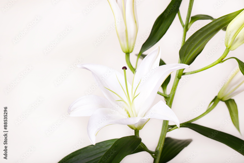 Fototapeta premium Beautiful white lilies on a white background