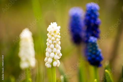 hyacinth