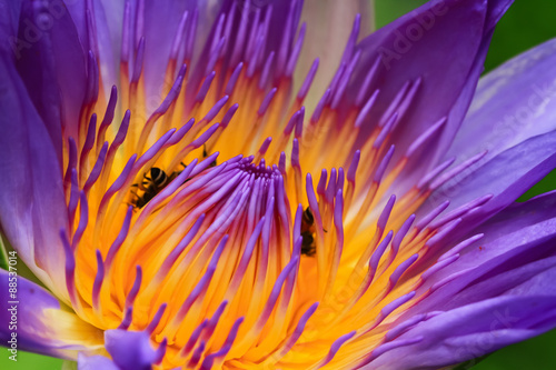 Beautiful waterlily or lotus flower.