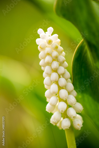 hyacinth