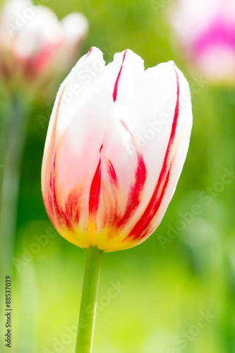 Tulipa