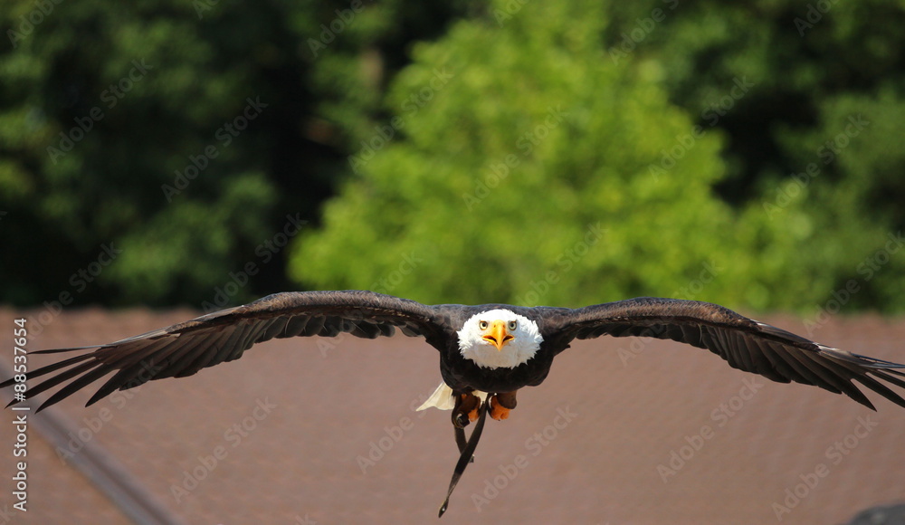 Fototapeta premium Weißkopfseeadler