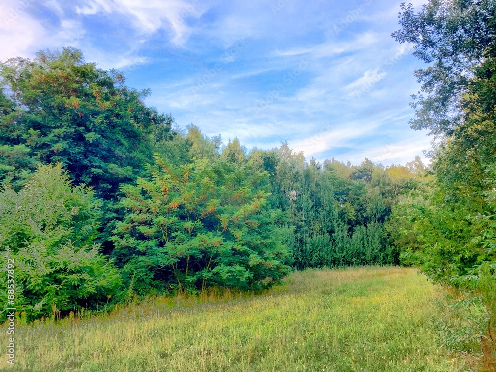 blue sky over forest