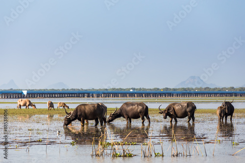 Buffalo herds feeding in the marshes.