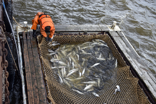 Salmon fishing season in Arctic