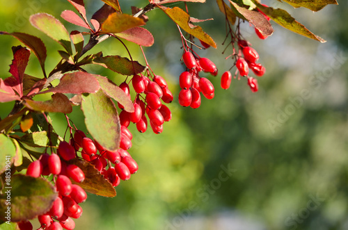 Red barberry berries on the tree photo