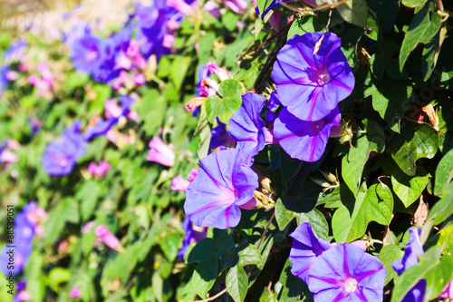   bindweed plant in sunny day