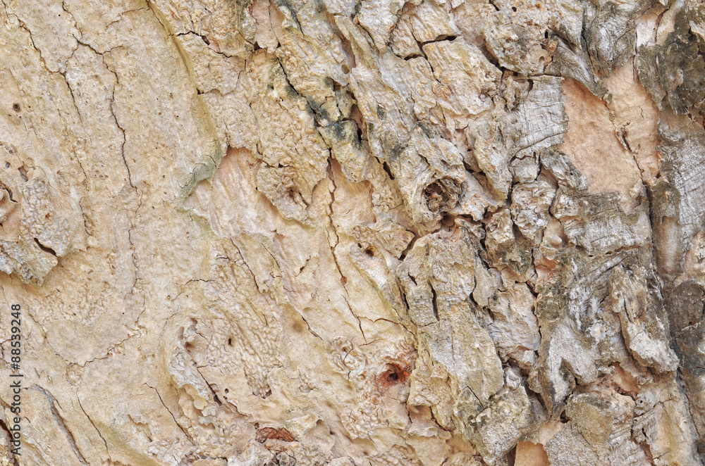 Close up of tree bark texture Close up of tree bark texture