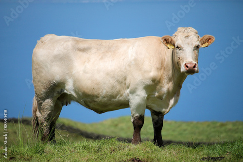 azores cows at the coast