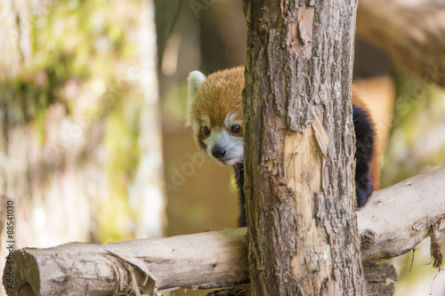 Fototapeta Naklejka Na Ścianę i Meble -  Le Renard de Feu