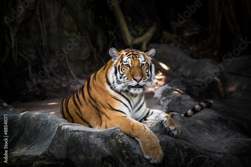 Bengal tiger