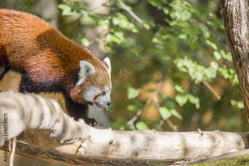 Fototapeta Naklejka Na Ścianę i Meble -  Le Renard de Feu