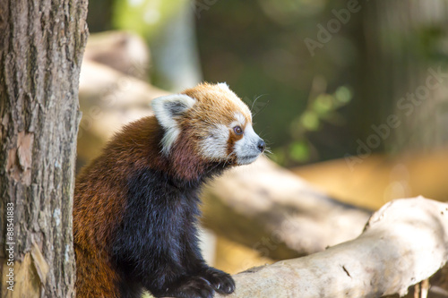 Fototapeta Naklejka Na Ścianę i Meble -  Le Renard de Feu