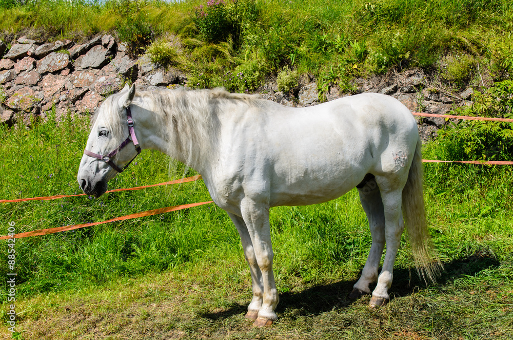 The white horse stands on green grass.