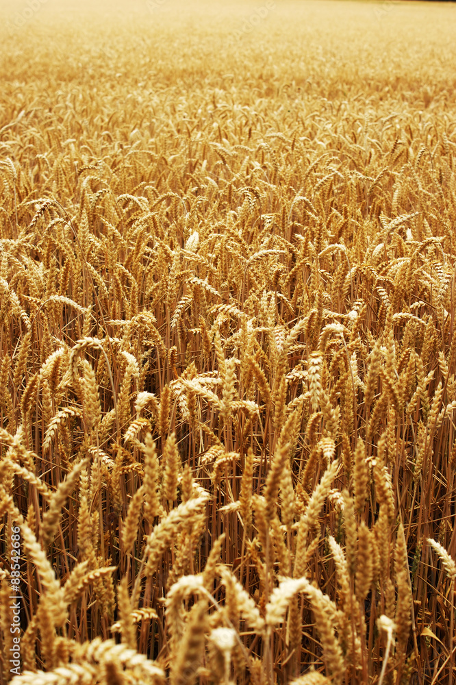 wheat field