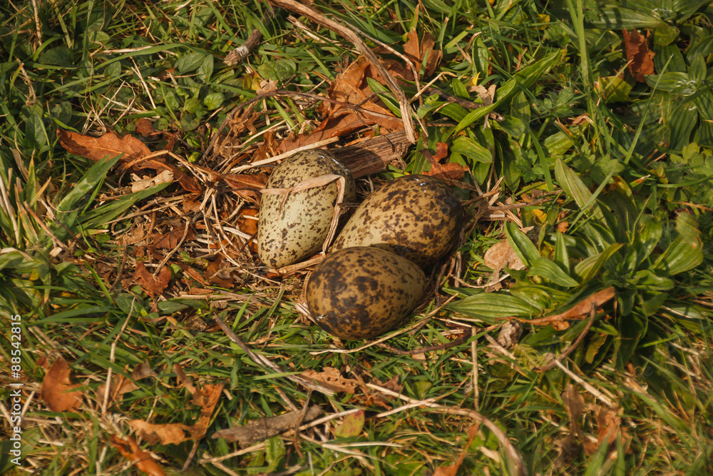 abandoned nest with three eggs lapwing abandoned nest with three eggs lapwing