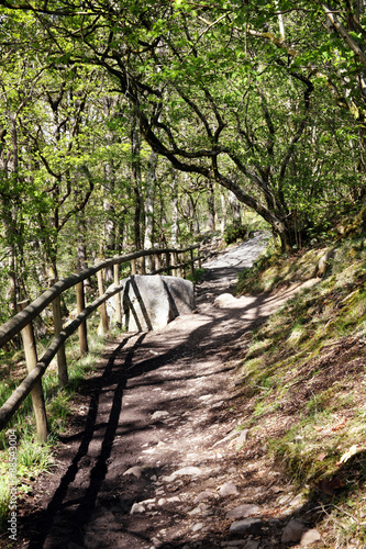 Winding footpath through a forest woodland in Carmarthenshire, Wales, UK