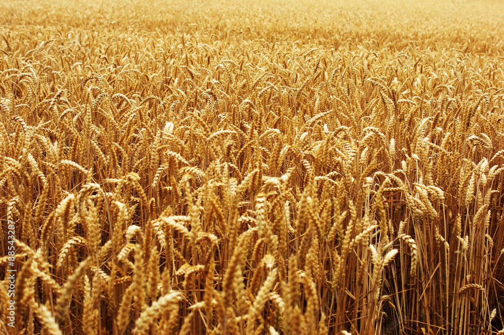 wheat field