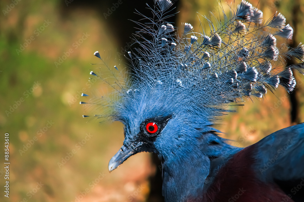Blue bird animal, blue peacock.