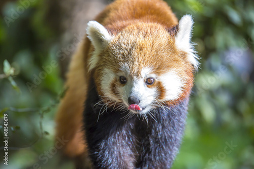 Fototapeta Naklejka Na Ścianę i Meble -  Le Renard de Feu