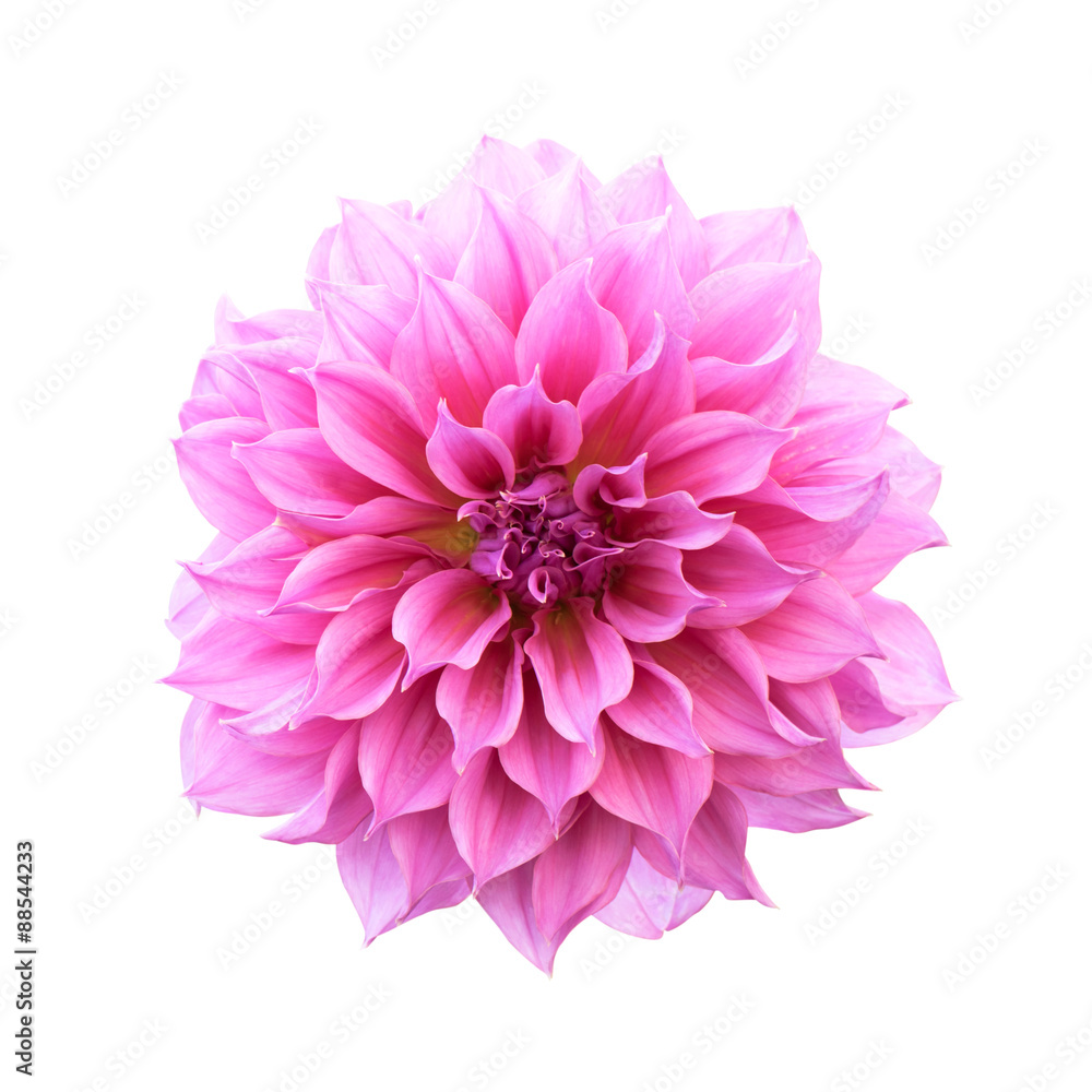 Pink Dahlia Isolated Pink Dahlia Isolated
