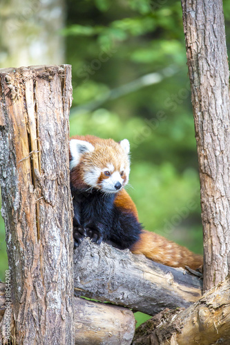 Fototapeta Naklejka Na Ścianę i Meble -  Le Renard de Feu