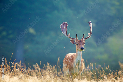A fallow deer Buck on summers morning photo