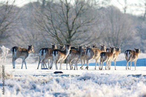 Group of fallow deer on a cold winters morning