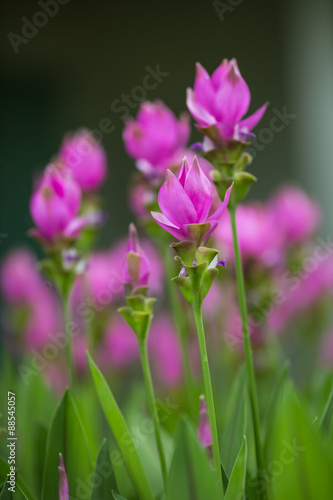 Siam tulip flower in Thailand.