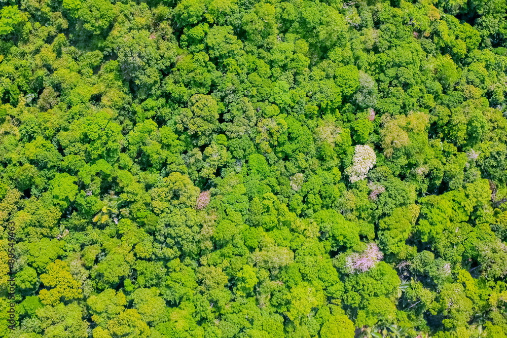 Aerial view of the forest