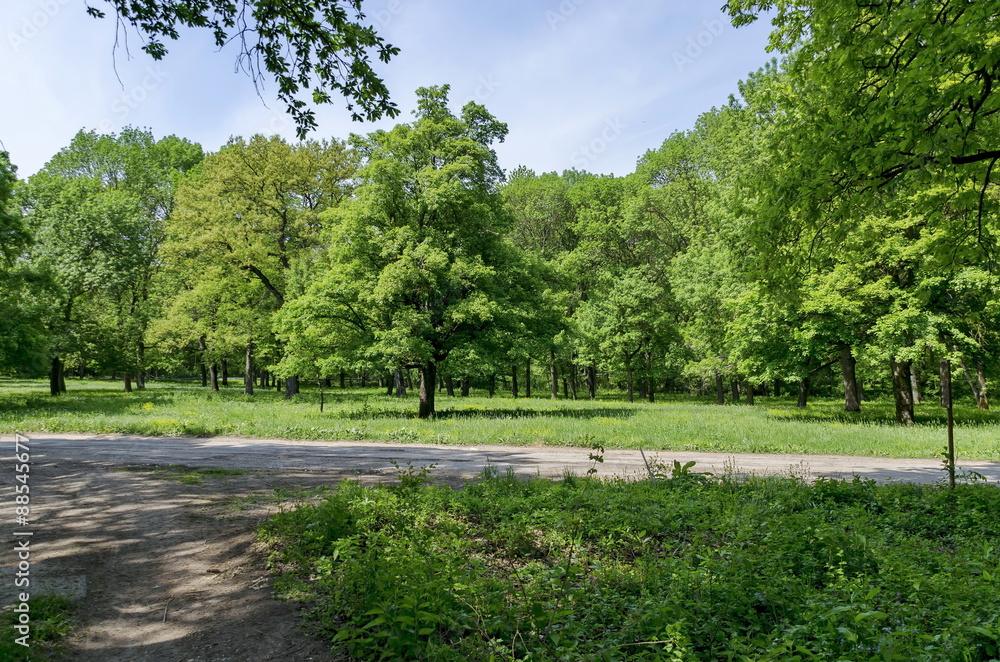 Panorama of a path through a lush green summer forest, Ludogorie, Bulgaria 