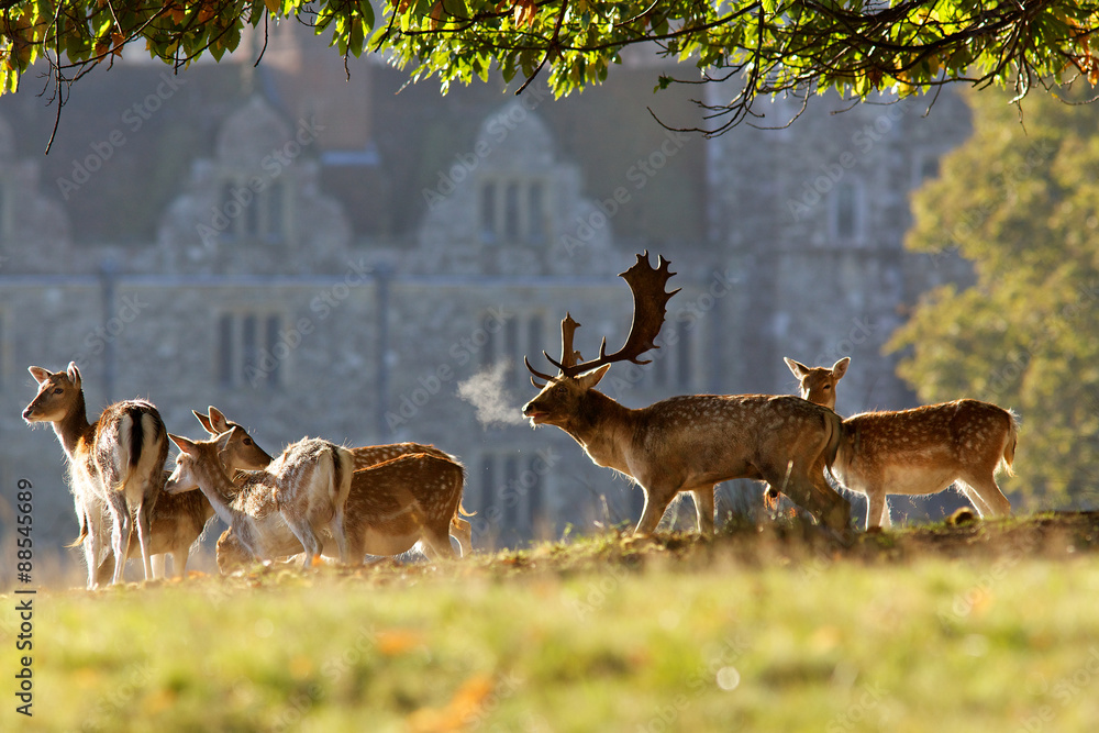 Obraz premium Group of fallow deer in front of a stately home
