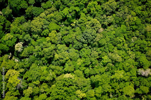 Aerial view of the forest © khlongwangchao