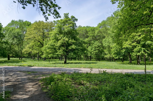 Panorama of a path through a lush green summer forest  Ludogorie  Bulgaria 