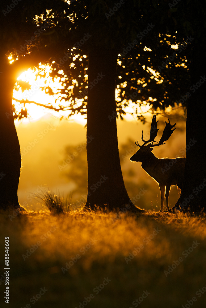 Obraz premium Fallow deer buck silhouetted by the morning sunrise